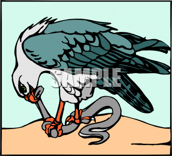 Falcon Clipart