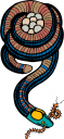Worm Clipart