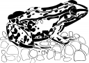 Toad Clipart