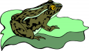Toad Clipart