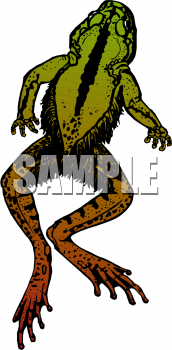 Toad Clipart