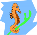 Seahorse Clipart