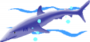 Shark Clipart