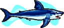 Shark Clipart