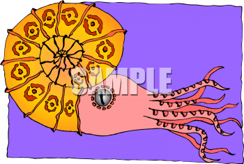 Squid Clipart