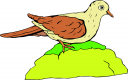 Bird Clipart