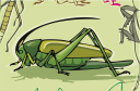 Grasshopper Clipart