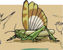 Grasshopper Clipart