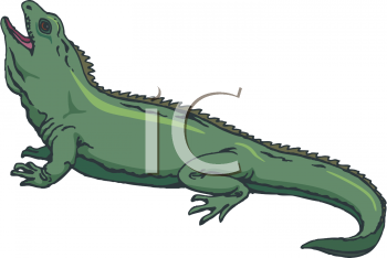 Iguana Clipart