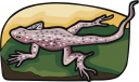 Reptile Clipart
