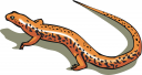 Reptile Clipart