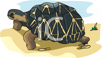 Reptile Clipart