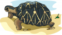 Reptile Clipart