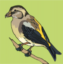 Bird Clipart