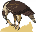 Hawk Clipart