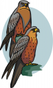 Hawk Clipart