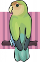Parrot Clipart