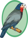Parrot Clipart