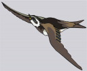 Falcon Clipart