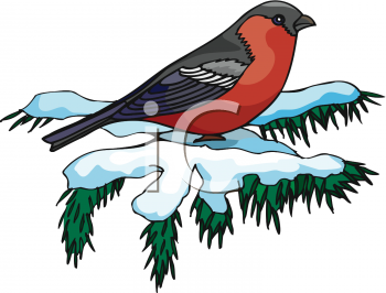 Robin Clipart