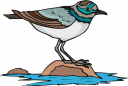Seagull Clipart