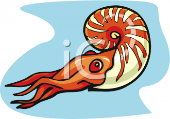 Squid Clipart