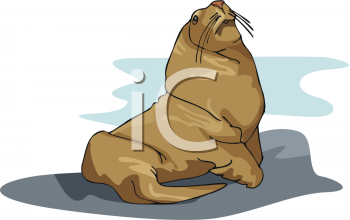 Walrus Clipart