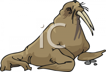 Walrus Clipart