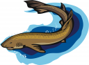 Shark Clipart