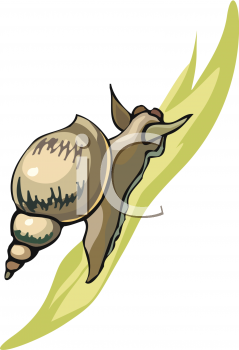 Snail Clipart