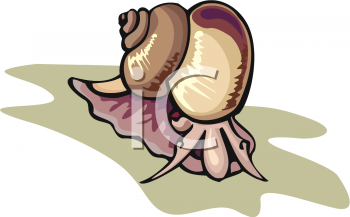 Snail Clipart