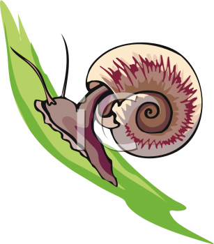 Snail Clipart