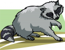 Raccoon Clipart