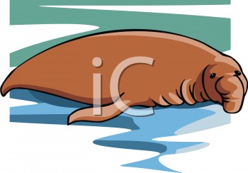 Walrus Clipart