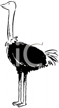 Ostrich Clipart