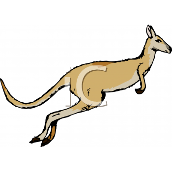 Kangaroo Clipart