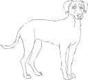 Leopard Clipart