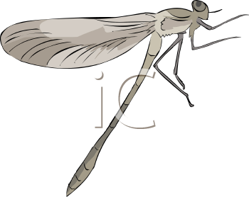 Dragonfly Clipart