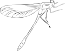 Dragonfly Clipart