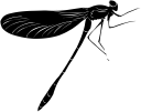 Dragonfly Clipart