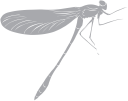 Dragonfly Clipart