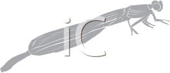 Dragonfly Clipart