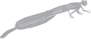 Dragonfly Clipart