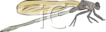 Dragonfly Clipart