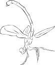 Dragonfly Clipart