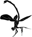 Dragonfly Clipart