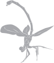 Dragonfly Clipart