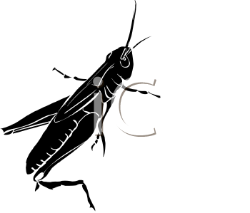 Grasshopper Clipart