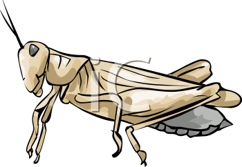 Grasshopper Clipart