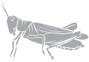 Grasshopper Clipart